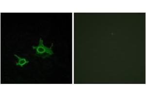 Immunofluorescence analysis of COS7 cells, using FZD3 Antibody.