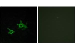 Immunofluorescence analysis of COS7 cells, using FZD3 Antibody. (FZD3 anticorps  (AA 141-190))