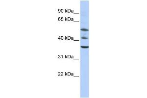 Western Blotting (WB) image for anti-Tripartite Motif Containing 68 (TRIM68) antibody (ABIN2458383) (TRIM68 anticorps)