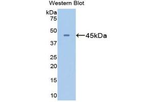 Western blot analysis of the recombinant protein. (GLN1 anticorps  (AA 1-373))