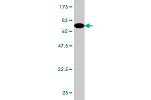 Western Blot detection against Immunogen (74. (ZNF70 anticorps  (AA 1-446))