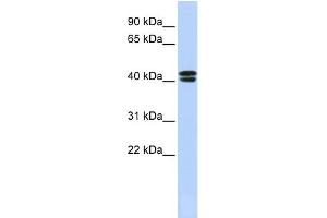 WB Suggested Anti-CACNB3 Antibody Titration:  0. (CACNB3 anticorps  (N-Term))