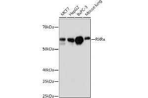 Western blot analysis of extracts of various cell lines, using RXRα antibody (ABIN7269948) at 1:1000 dilution.