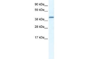 Annexin A7 antibody used at 2. (Annexin VII anticorps  (N-Term))