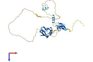 AlphaFold protein structure predicition of Human Recombinant PDLIM4 Protein, UniprotID P50479