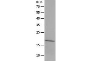 Western Blotting (WB) image for Interleukin 1 Receptor Antagonist (IL1RN) (AA 25-178) protein (His tag) (ABIN7123525)