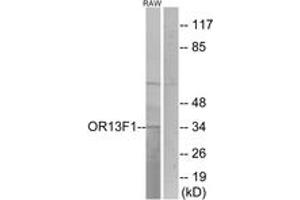 Western blot analysis of extracts from RAW264. (OR13F1 anticorps  (AA 241-290))