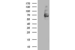 Western Blotting (WB) image for anti-Lectin, Galactoside-Binding, Soluble, 3 Binding Protein (LGALS3BP) (AA 19-300) antibody (ABIN1491078) (LGALS3BP anticorps  (AA 19-300))