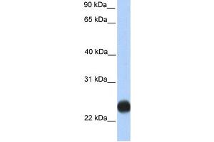 Western Blotting (WB) image for anti-Transmembrane Protein 123 (TMEM123) antibody (ABIN2459378) (TMEM123 anticorps)