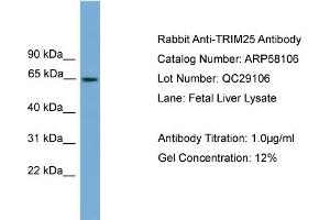 WB Suggested Anti-TRIM25  Antibody Titration: 0. (TRIM25 anticorps  (Middle Region))