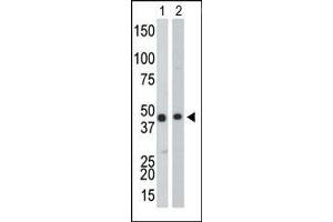 The anti-CKB Pab is used in Western blot to detect CKB in Y79 cell lysate (Lane 1) and mouse colon tissue lysate (Lane 2). (CKB anticorps  (Middle Region))