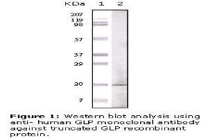 Image no. 1 for anti-Golgin A6 Family, Member A (GOLGA6A) antibody (ABIN207616) (GOLGA6A anticorps)