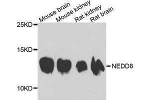 Western blot analysis of extract of various cells, using NEDD8 antibody. (NEDD8 anticorps)