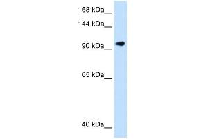 SEC63 antibody used at 1. (SEC63 anticorps)