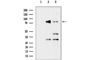 anti-Dynein, Cytoplasmic 1, Intermediate Chain 2 (DYNC1I2) (N-Term) antibody