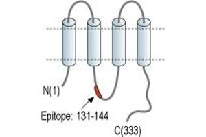 Gap Junction Protein, alpha 4, 37kDa (GJA4) peptide