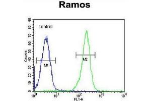 PAX5 Antibody (Center) flow cytometric analysis of Ramos cells (right histogram) compared to a negative control cell (left histogram). (PAX5 anticorps  (Middle Region))