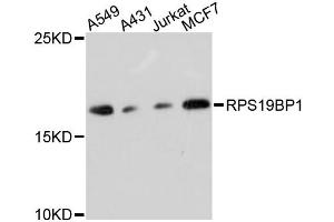 Western blot analysis of extracts of various cell lines, using RPS19BP1 antibody (ABIN6293816) at 1:3000 dilution. (RPS19BP1 anticorps)