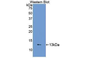 Western Blotting (WB) image for anti-Fatty Acid Binding Protein 1, Liver (FABP1) (AA 2-127) antibody (ABIN1078013)