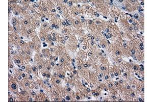 Immunohistochemical staining of paraffin-embedded Ovary tissue using anti-RPA2 mouse monoclonal antibody. (RPA2 anticorps)