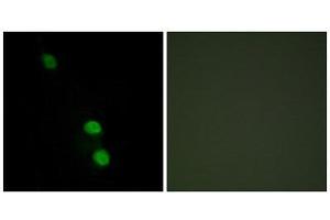 Immunofluorescence (IF) image for anti-TEA Domain Family Member 2 (TEAD2) (Internal Region) antibody (ABIN1849634) (TEAD2 anticorps  (Internal Region))