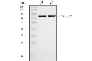 Western blot analysis of TTLL12 using anti-TTLL12 antibody (ABIN7602497). (TTLL12 anticorps  (AA 8-634))