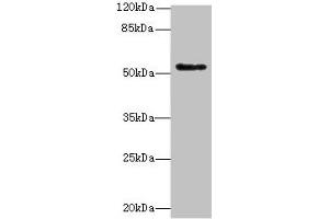 Western blot All lanes: PLEKHS1 antibody at 1. (C10orf81 anticorps  (AA 181-462))