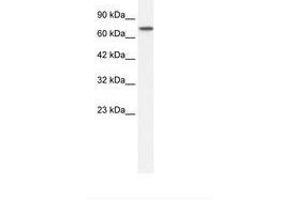 Image no. 1 for anti-Nuclear Receptor Subfamily 4, Group A, Member 1 (NR4A1) (N-Term) antibody (ABIN202799) (NR4A1 anticorps  (N-Term))