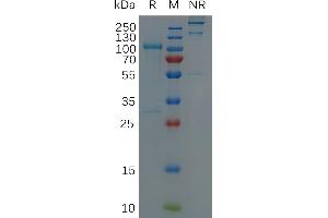 Human A Protein, hFc Tag on SDS-PAGE under non-reducing (NR) and reducing (R) conditions.