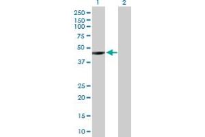 Western Blot analysis of NEIL1 expression in transfected 293T cell line by NEIL1 MaxPab polyclonal antibody. (NEIL1 anticorps  (AA 1-390))