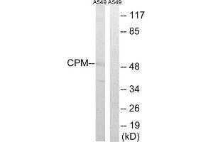 Western Blotting (WB) image for anti-Carboxypeptidase M (CPM) (Internal Region) antibody (ABIN1851024)