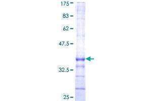 EDIL3 Protein (AA 101-199) (GST tag)