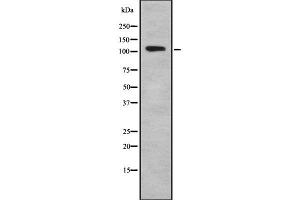 Western blot analysis of TSH1 using A549 whole cell lysates (TSHZ1 anticorps  (Internal Region))