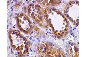 Immunohistochemistry (IHC) image for anti-Angiotensin I Converting Enzyme 2 (ACE2) (N-Term) antibody (ABIN1031210) (ACE2 anticorps  (N-Term))