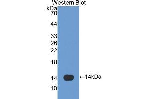 Detection of Recombinant SPD, Mouse using Polyclonal Antibody to Surfactant Associated Protein D (SPD) (SFTPD anticorps  (AA 259-374))