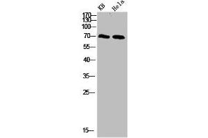 Western blot analysis of 293T Hela 3T3 lysate, antibody was diluted at 500. (PRC1 anticorps  (AA 460-520))