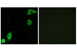 Immunofluorescence (IF) image for anti-Ribosomal Protein S20 (RPS20) (Internal Region) antibody (ABIN1850583) (RPS20 anticorps  (Internal Region))