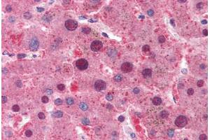 anti-Myc Tag (AA 423-435) antibody