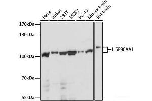 Western blot analysis of extracts of various cell lines using HSP90AA1 Polyclonal Antibody at dilution of 1:1000.
