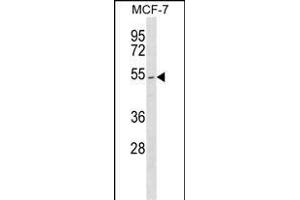 PTEN Antibody  (ABIN6242542 and ABIN6577362) western blot analysis in MCF-7 cell line lysates (35 μg/lane). (PTEN anticorps  (AA 363-392))
