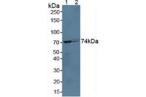 Western blot analysis of (1) Mouse Liver Tissue and (2) Rat Liver Tissue. (Growth Hormone Receptor anticorps  (AA 36-266))