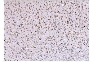 IHC analysis of DLGAP1 using anti-DLGAP1 antibody (ABIN7600257). (DLGAP1 anticorps  (AA 17-319))