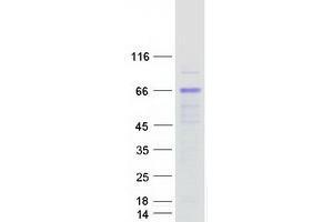 Validation with Western Blot (KLHDC4 Protein (Myc-DYKDDDDK Tag))
