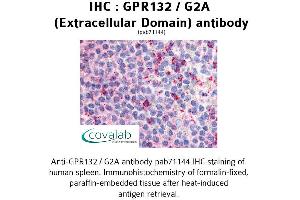 Image no. 1 for anti-G Protein-Coupled Receptor 132 (GPR132) (3rd Extracellular Domain) antibody (ABIN1734929) (G Protein-Coupled Receptor 132 anticorps  (3rd Extracellular Domain))
