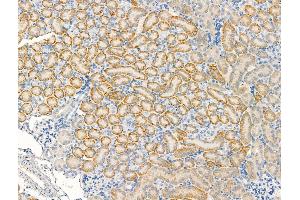ABIN7094444 and ABIN7098492 at 1/100 staining Mouse kidney tissue by IHC-P.