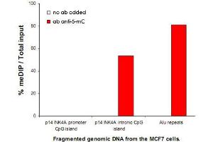 MeDIP assay was performed using fragmented genomic DNA from the MCF7 breast cancer cells, 5-mC monoclonal antibody, clone b  and optimized PCR primer sets for qPCR of the indicated regions. (5-Methylcytosine anticorps)
