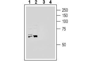 Western blot analysis of human HepG2 hepatoma cell line lysate (lanes 1 and 3) and human  monocytic leukemia cell line lysate (lanes 2 and 4):1-2. (ACE2 anticorps  (Extracellular))