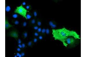 Anti-BEST3 mouse monoclonal antibody (ABIN2454025) immunofluorescent staining of COS7 cells transiently transfected by pCMV6-ENTRY BEST3 (RC218436). (Bestrophin 3 anticorps)