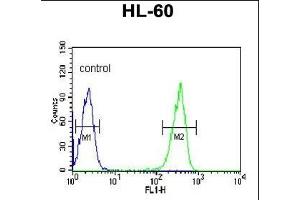 KRT9 Antibody (Center ) (ABIN652316 and ABIN2841447) flow cytometric analysis of HL-60 cells (right histogram) compared to a negative control cell (left histogram).