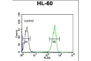 KRT9 Antibody (Center ) (ABIN652316 and ABIN2841447) flow cytometric analysis of HL-60 cells (right histogram) compared to a negative control cell (left histogram). (KRT9 anticorps  (AA 302-331))
